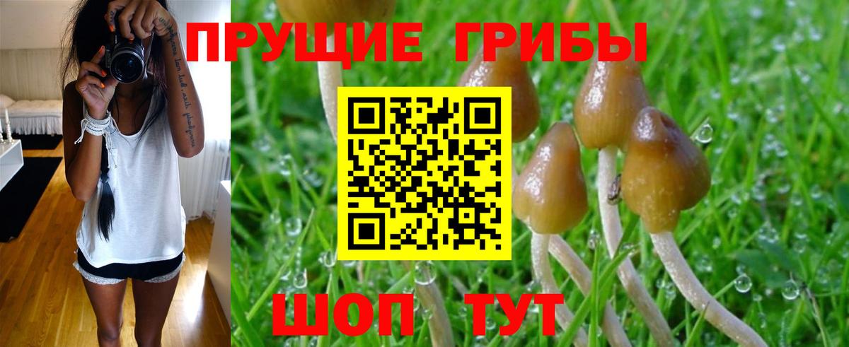 Псилоцибиновые грибы Psilocybe Берёзовский